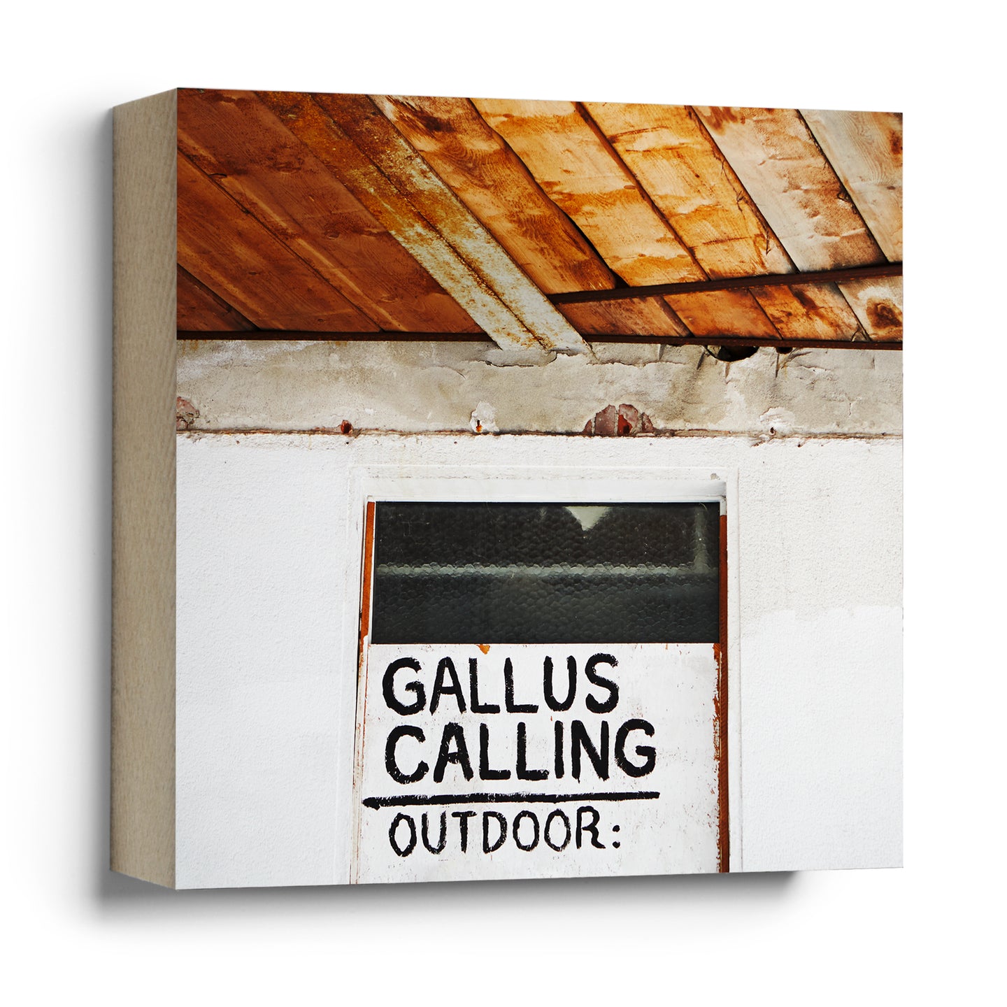 Gallus Calling